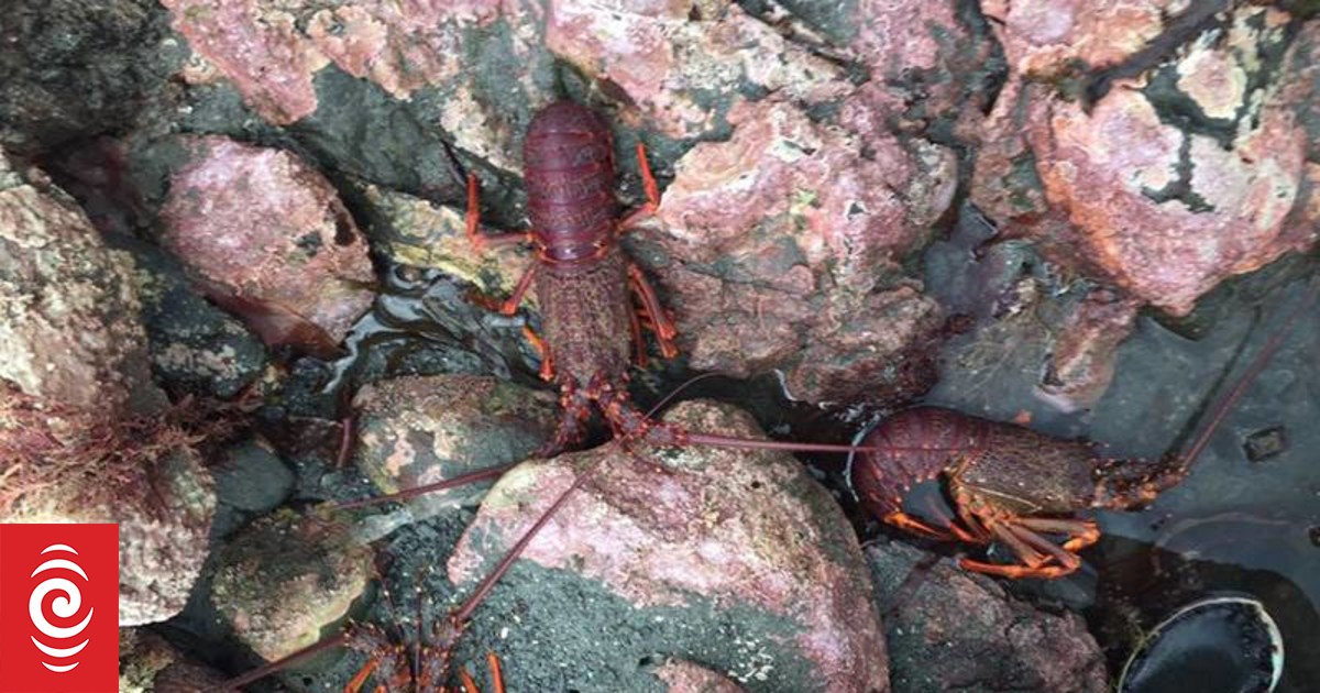 Kaikōura fishers begin surveying crayfish stocks RNZ News