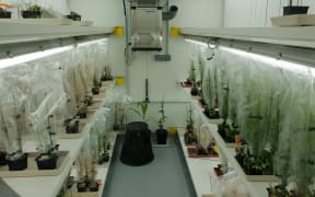 Olivier Panaud's plant breeding