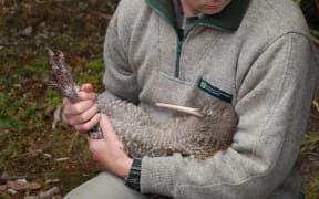 Chris Golding holds one of the birds before its release.