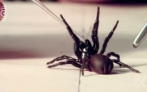 Aussies urged to capture deadly spiders for anti venom