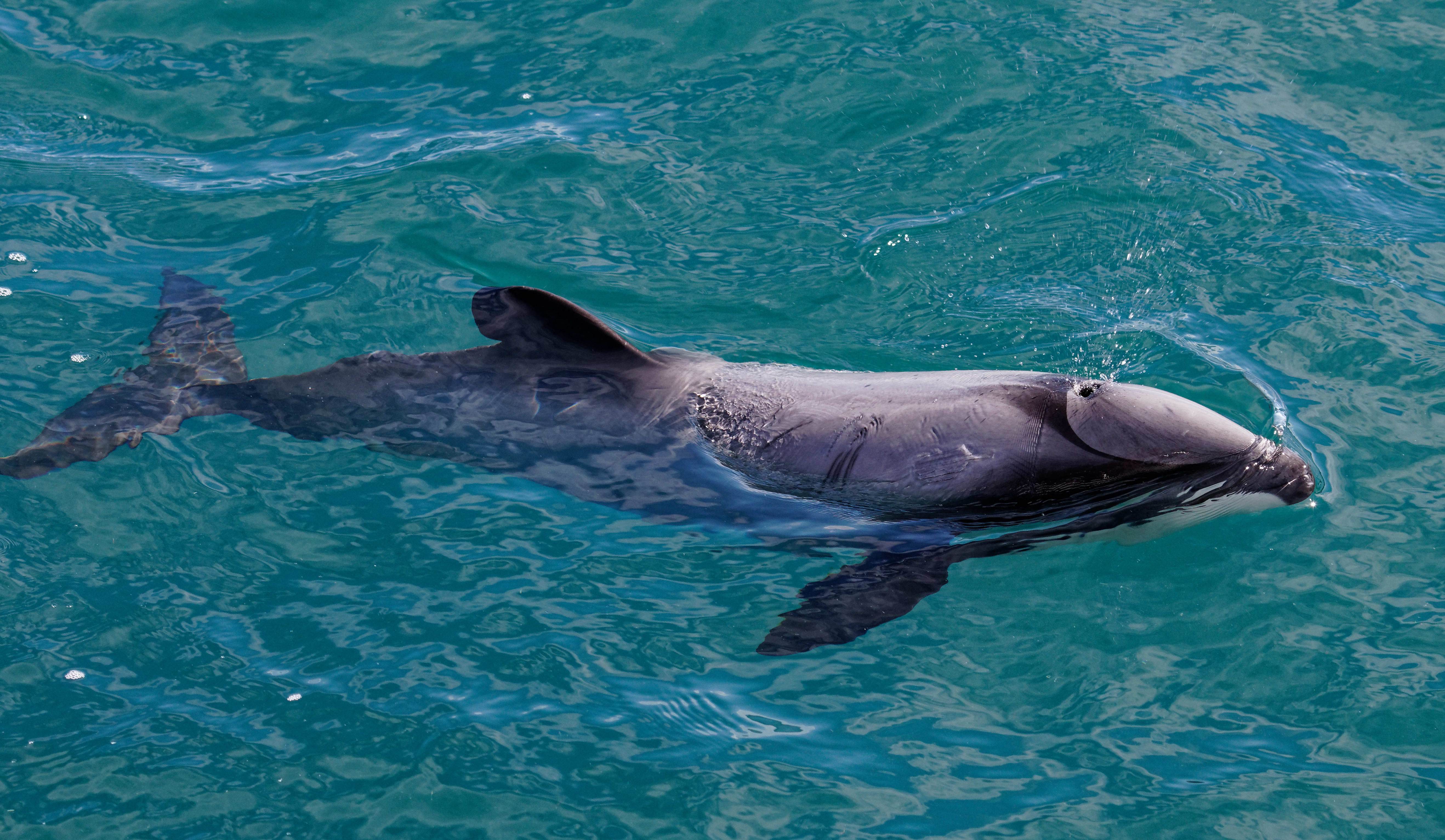 Court fines fisher over set net in Hector's dolphins feeding ground