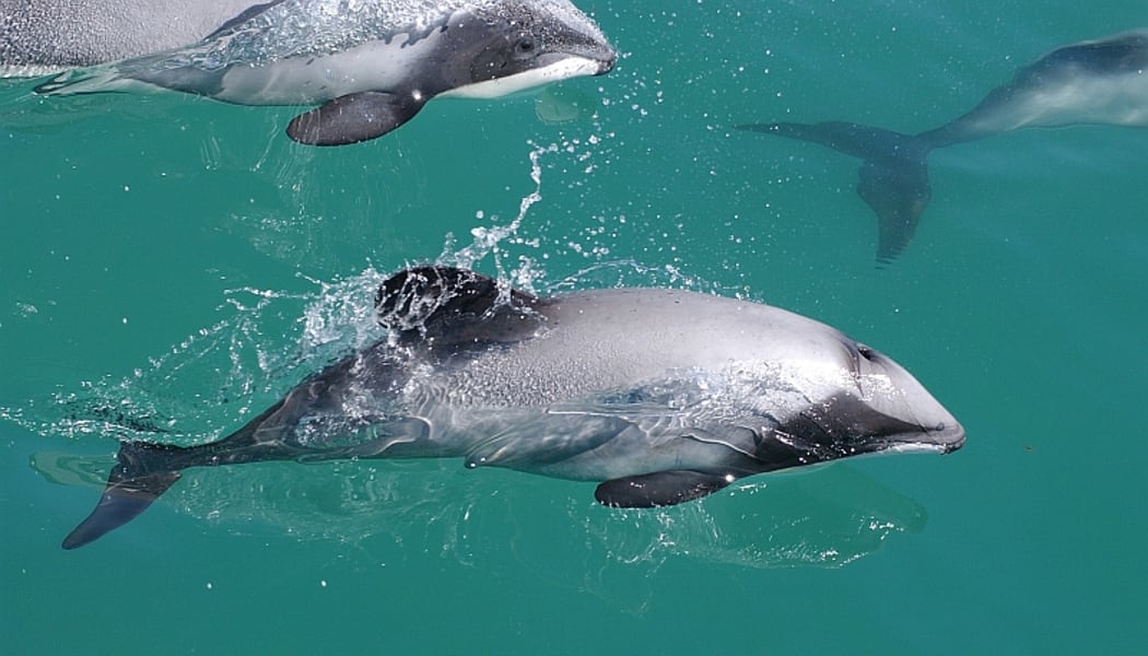 Maui's dolphin.