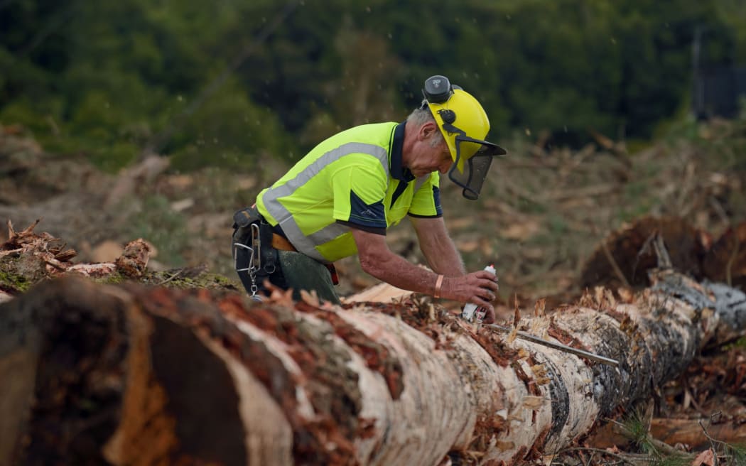 KUMARA, NEW ZEALAND, SEPTEMBER 20, 2017: A forestry worker measures a Pinus radiata log at a logging site near Kumara, West Coast, New Zealand.