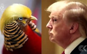 Trump look a like pheasant in China goes viral