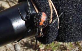 A redback spider crawls around a RNZ microphone