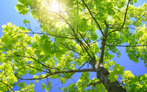 Sun shining through a tree's leaves. Plants take energy from sunlight, water and carbon dioxide, and use photosynthesis to produce sugars and oxygen, splitting water in the process.