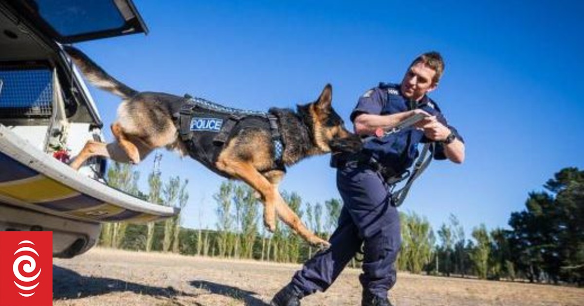 Stabbed police dog saved by emergency transfusion | RNZ News