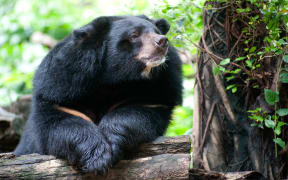 Asian black bear.