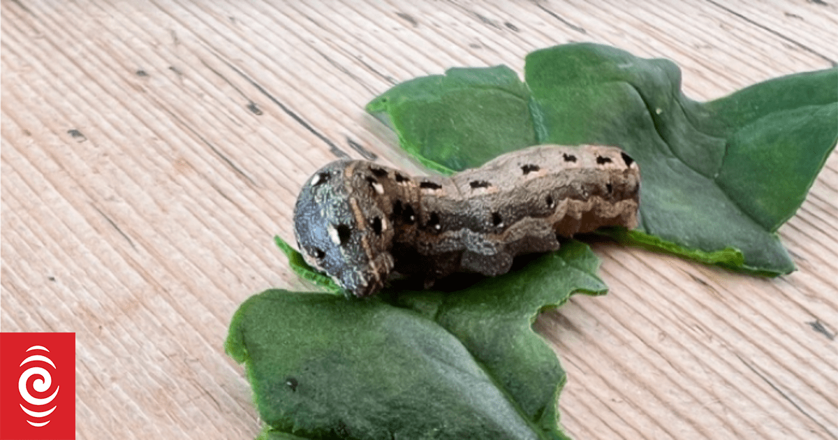 Highly invasive moth survives NZ winter, effort underway to contain it - Vimarsana News