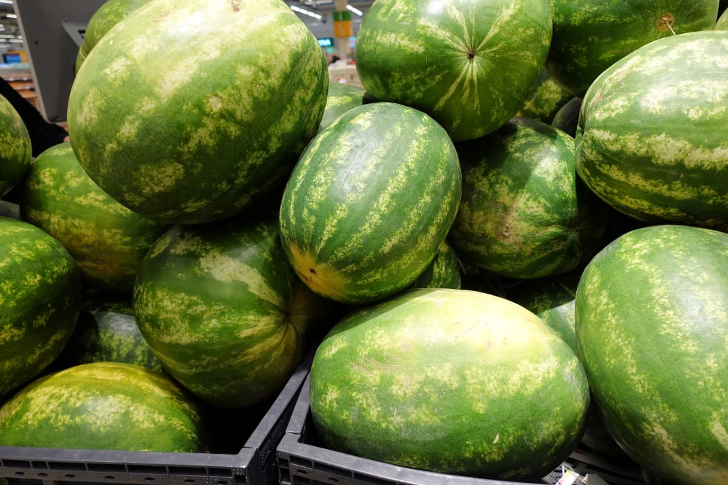 Water melon fruit bulk in fresh market, big ellipsoid-shaped and green colored tropical fruit