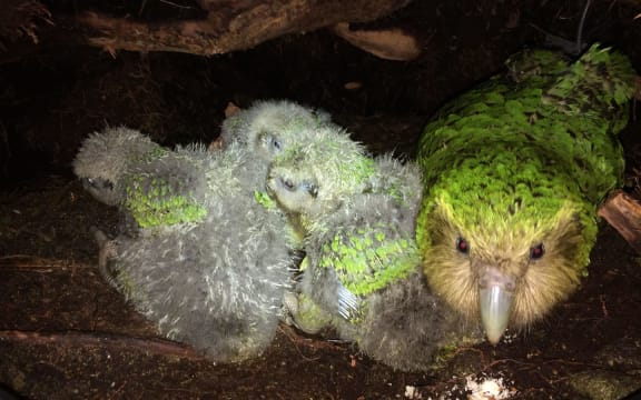 Kākāpō foster mum, Hauturu, with three rapidly growing chicks in a nest on Anchor Island in Fiordland. She was happy to chew on a couple of almonds offered to her by a kākāpō ranger.