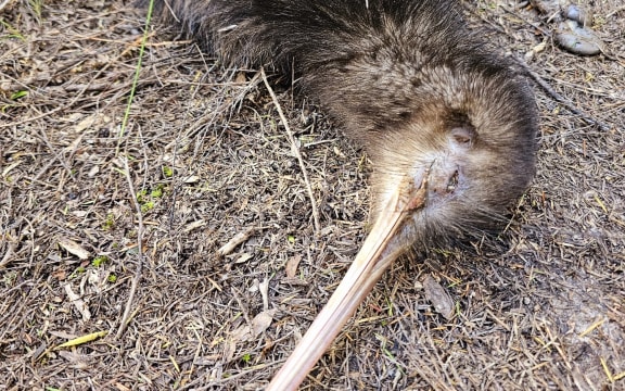 All six kiwi found dead in Ōpua Forest in the past fortnight have injuries consistent with being gripped in a dog’s jaws.