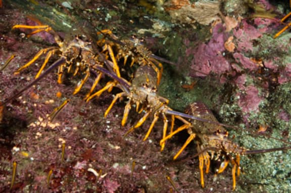 Crayfish, or lobster as they are also known, are now found in large numbers in the Leigh Marine Reserve, where they are very effective at eating and controlling the population of kina.