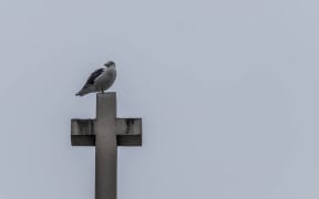 Church steeple with seagull sitting on the cross.  Auckland