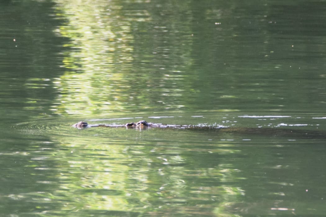 A saltwater crocodile swims along the Waihara River in Malaita Province, Solomon Islands. 2018