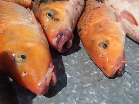 Three koi carp showing their large lips and the small fellers on either side of their mouth.