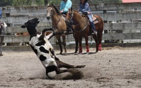 Calf-roping at the Huntly Rodeo 2013