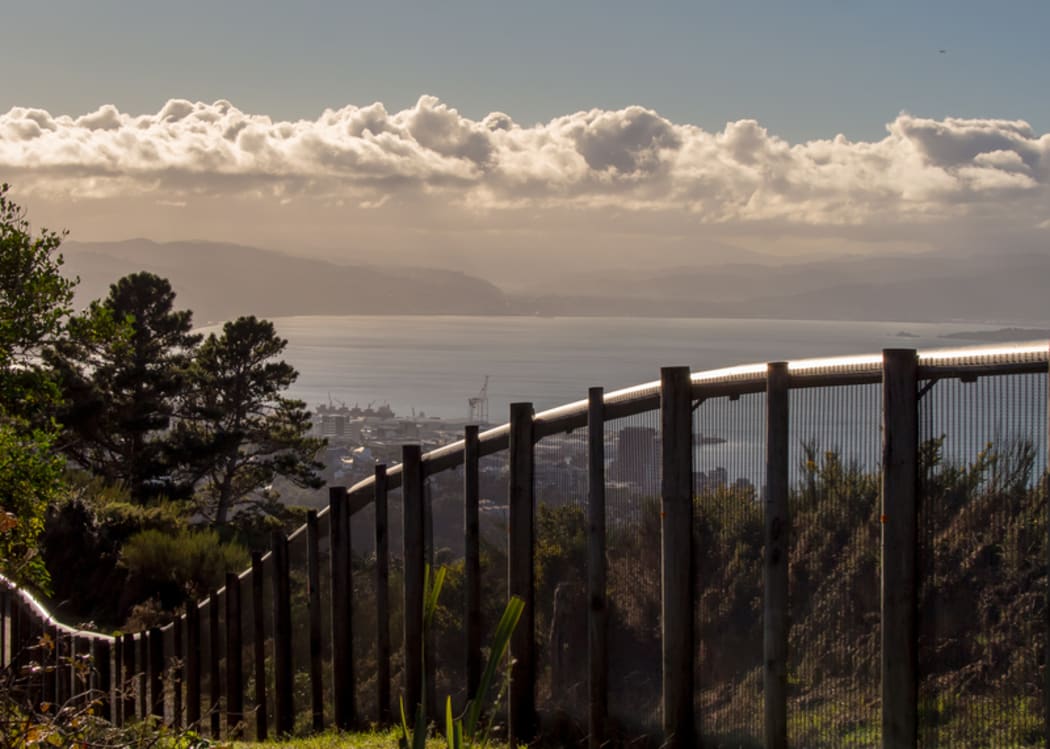 Zealandia sanctuary in Wellington is surrounded by a predator-proof fence.