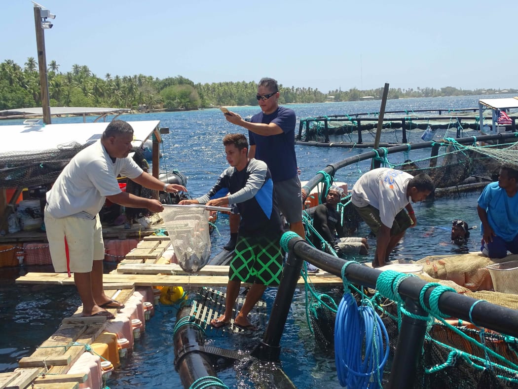 Marshall Islands harvesting of moi or threatfin