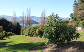 Te Wepu avocado grove