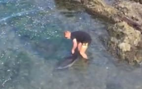 Dolphin rescue near Houghton Bay in Wellington. 9/1/19