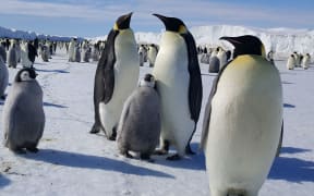 Emperor penguins at Cape Crozier on Ross Island. The photo was taken in mid November when the chicks were about half-grown.