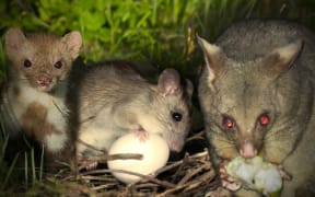 From left to right, a stoat, rat, and possum.