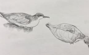 Buller's shearwaters sitting on the forest floor, sketched by Abby McBride