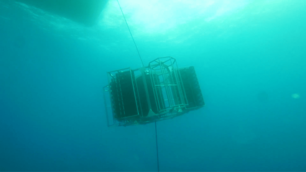 Shellfish tower underwater