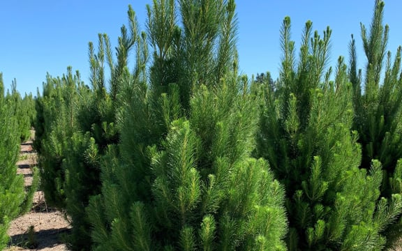 Monterey pine trees being grown at Needle Fresh Christmas Trees in Swannanoa, Canterbury.