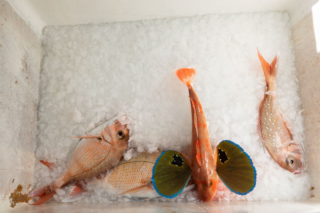Fish in slurry bin