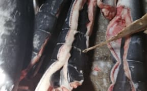Shark bodies stitched up with cut-off fins inside them.