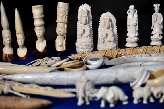 Govts accused of complicity in ivory trade | RNZ News