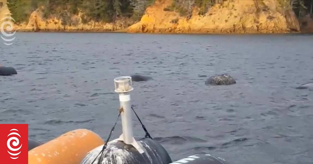 Changes ahead for Marlborough Sounds marine farmers RNZ