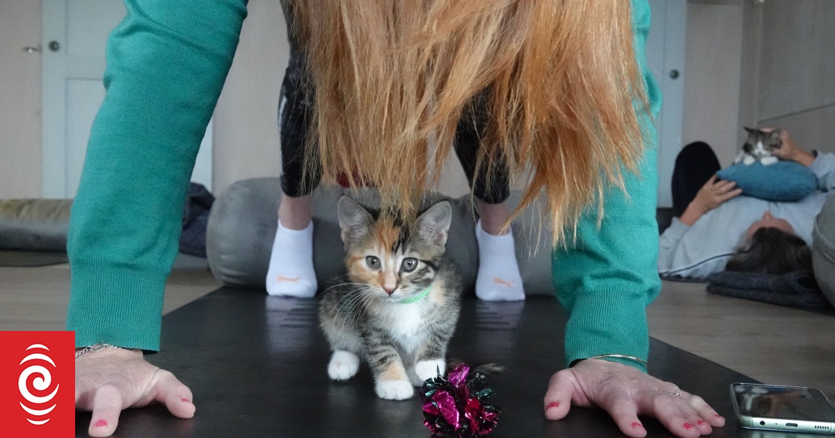 A purrfect combination: Kitten yoga finds niche in Northland - Vimarsana News