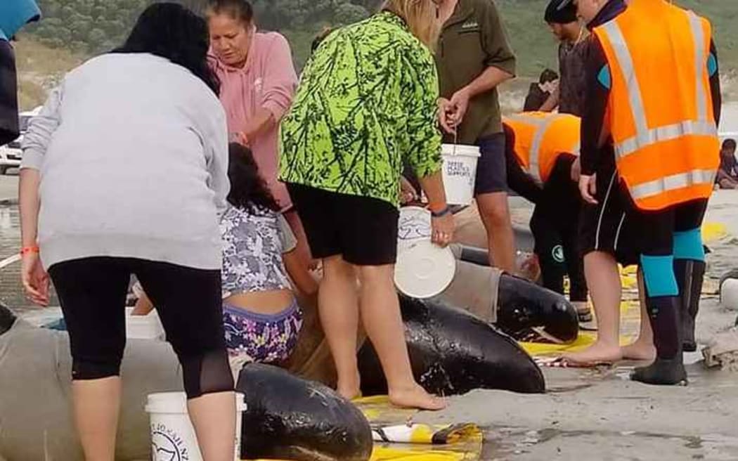 Volunteers and DoC staff help the pygmy whales.