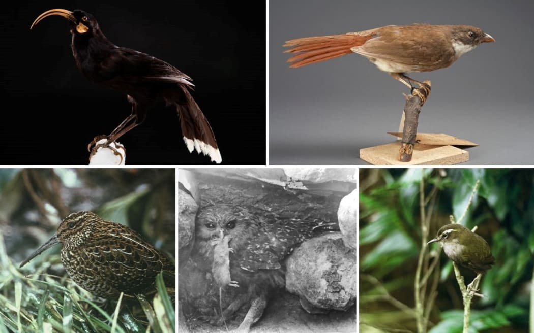 Top, left to right: [https://www.aucklandmuseum.com/collections-research/collections/record/am_naturalsciences-object-122214?p=2&srt=score&k=heteralocha%20acutirostris&ordinal=11 Huia] by Auckland Museum Ref LB 9129 (CC BY 4.0); [https://collections.tepapa.govt.nz/object/532016 North Island Piopio], Turnagra tanagra, collected 8 September 1900, Waitotara district, New Zealand. [https://creativecommons.org/licenses/by/4.0/ CC BY 4.0]. Te Papa (OR.000212). Bottom, left to right: South Island snipe by Don Merton/Department of Conservation Ref 10040147; Laughing owl by Buthbert & Oliver Parr, 1909 at Raincliff Station, Opihi River, South Canterbury; Bush wren by Don Merton/Department of Conservation Ref 10037276.