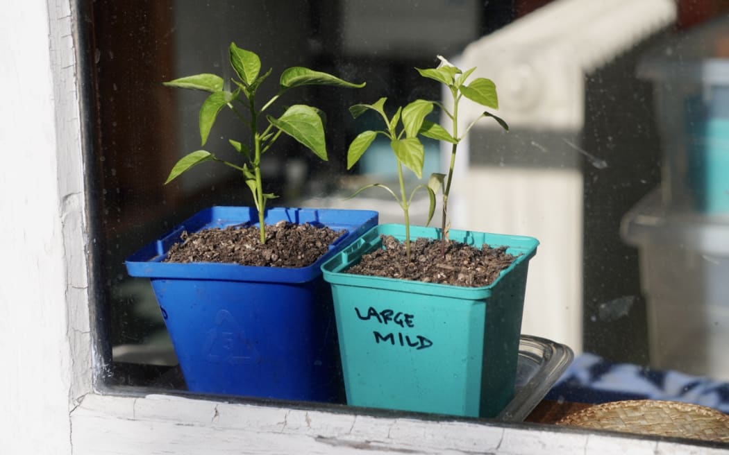 Chili plants sitting on a windowsill.