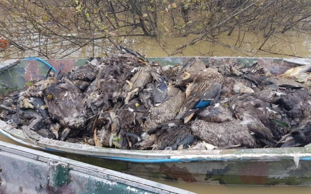 Fish & Game staff are horrified by the number of dead birds killed in an outbreak of avian botulism in the Whangamarino Wetlands.