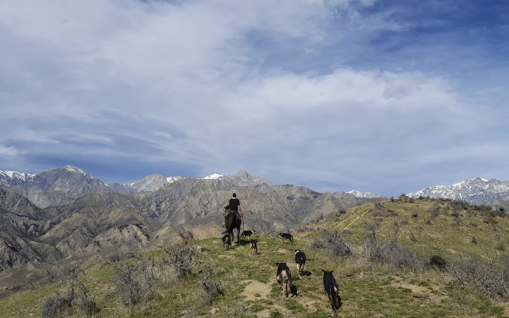 Shepherd Ash Orr mustering in the Kaikoura range.