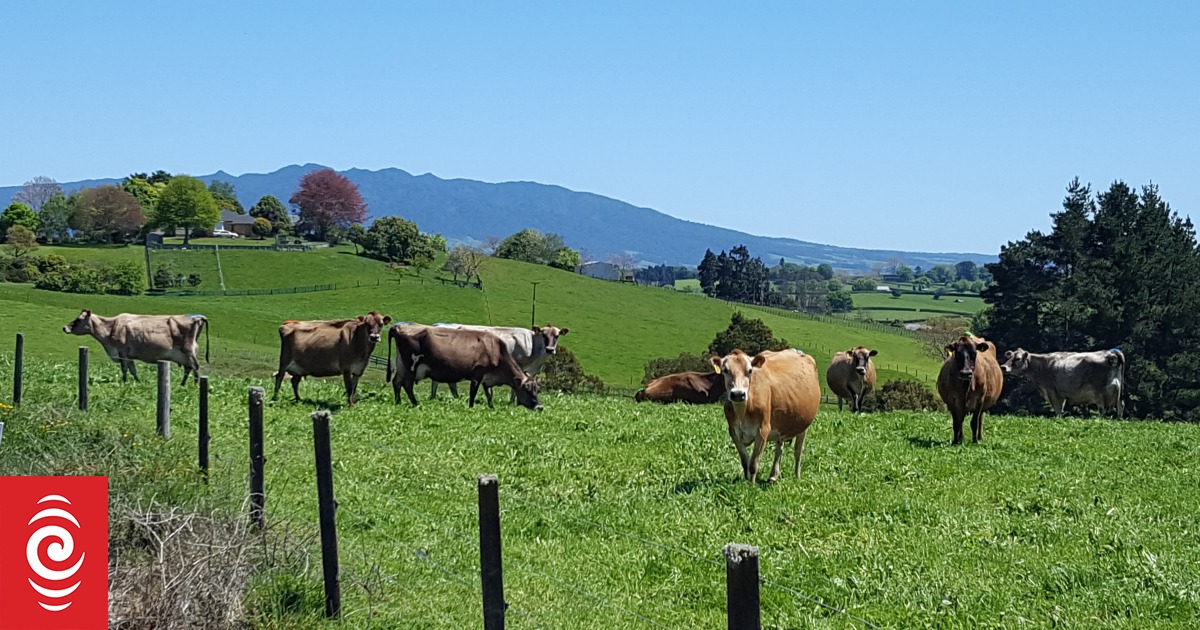 Morning Rural News for 20 December 2018 | RNZ