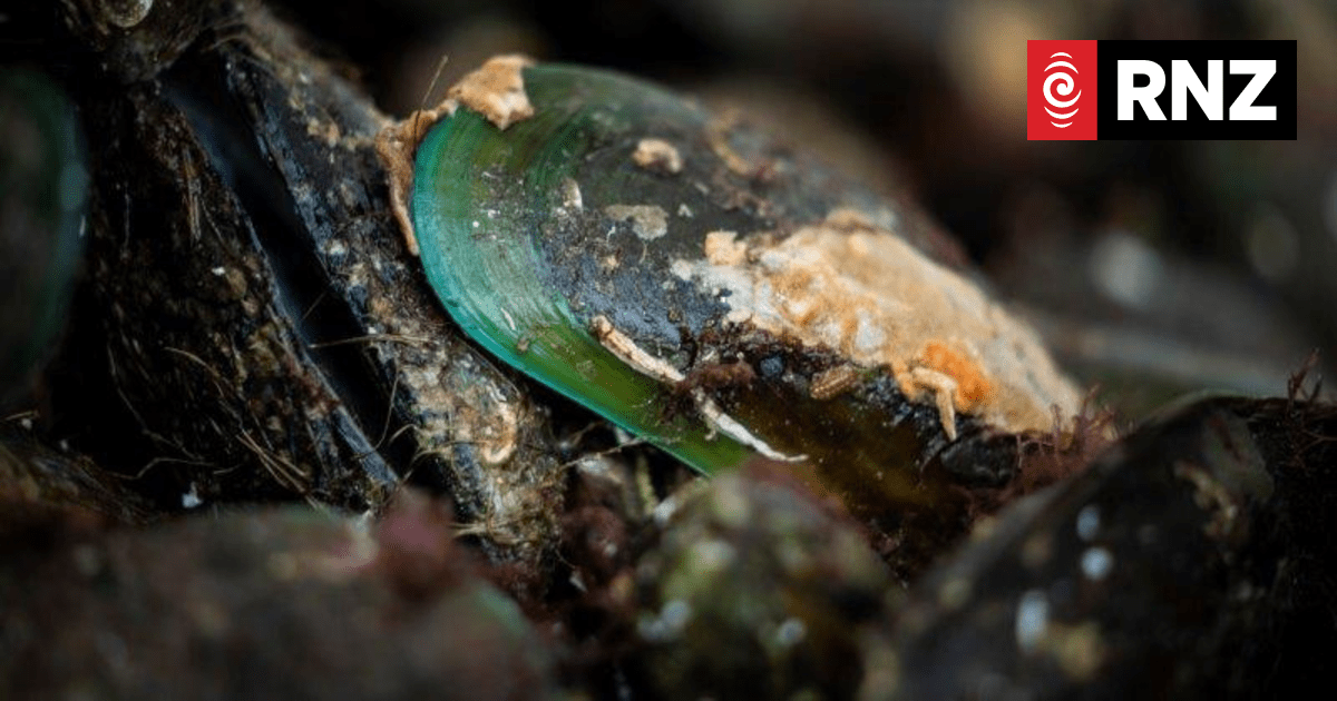 MPI issues alert over toxic shellfish found in Waikato - Vimarsana News