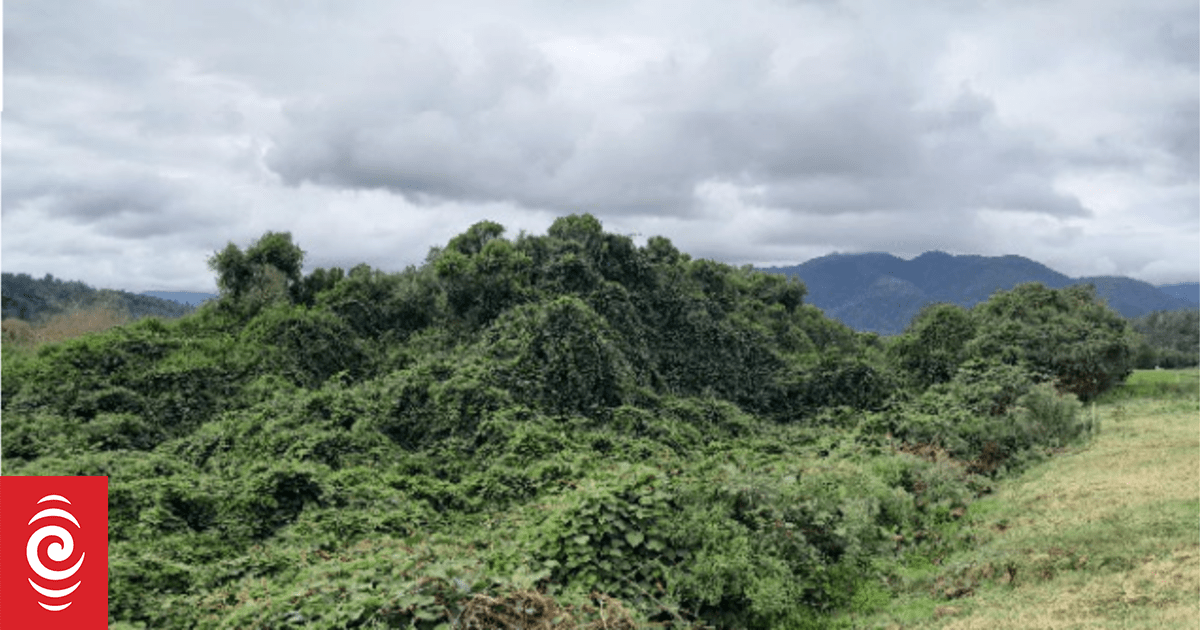 Wild kiwifruit spreading on West Coast - Vimarsana News