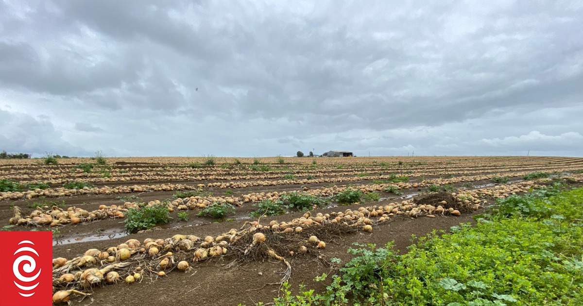 Vegetable price hikes likely after crops hit by floods, Auckland ... - RNZ