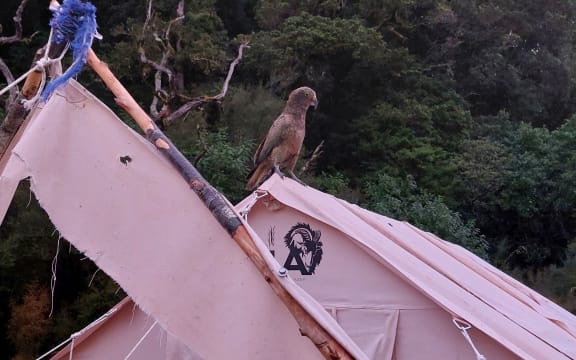 Kea on top of wrecked tent at Mt Adams on West Coast