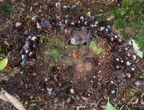 A short-tailed bat, with its face covered in pollen, on the edge of a large 'fairy ring' of flowers surrounding a large Dactylanthus tuber.