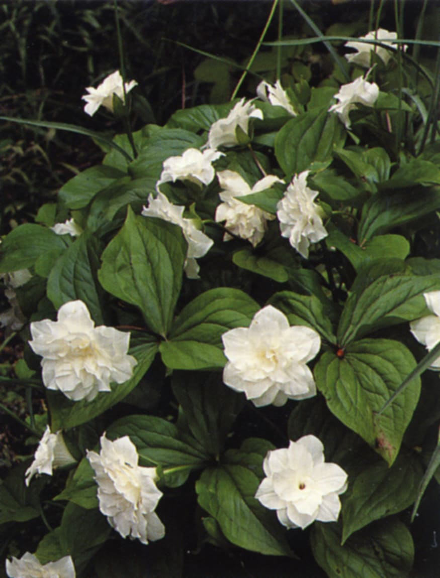 Gordon Collier Gardens A Gallery from Saturday Morning RNZ National