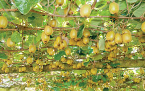 Gisborne was the first region to adjust land valuation methods to include the value of the gold kiwifruit growing licence, known as the G3 licence, on the rateable value of the property.