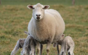 A ewe and three lambs.
