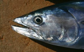 bonito / skipjack tuna - file photo